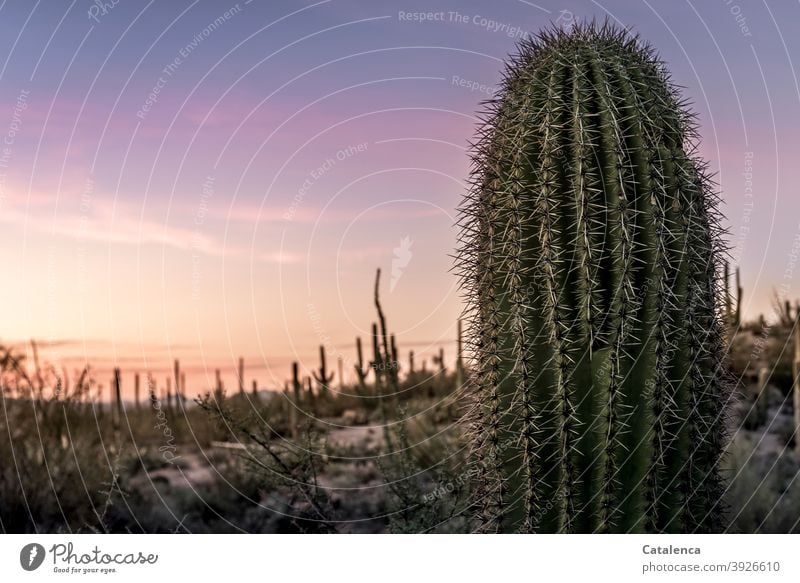 Nahaufnahme eines Saguaro Kaktus, im Hintergrund Wüstenlandschaft im Abendrot Natur Flora Pflanze Kaktee Stacheln spitz lang trocken Steine Himmel Stäucher