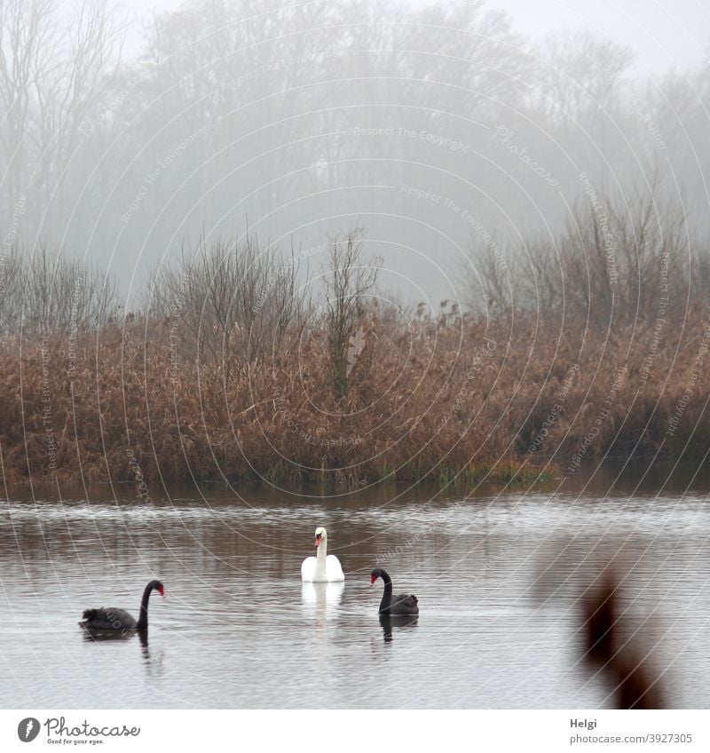 Schwanensee - zwei schwarze und ein weißer Schwan schwimmen an einem nebeligen Dezembermorgen auf einem Teich schwarzer Schwan Trauerschwan Tier Vogel See Nebel