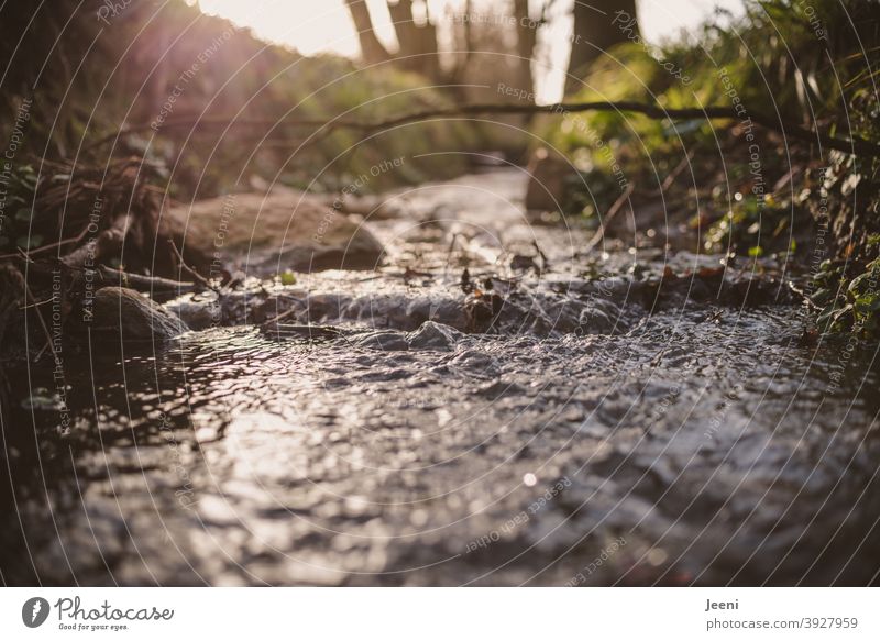 Unten am Bach, da fließt das klare kalte Wasser | Das Gegenlicht des Sonnenscheins fängt sich im Wasser fließen Fluss kühl frisch erfrischend nass Natur Wald