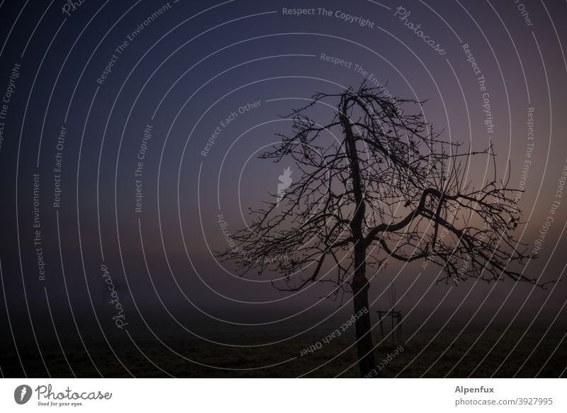 temporär | abgestorben Morgendämmerung Sonnenaufgang Nebel Natur Baum Außenaufnahme Feld Himmel Farbfoto Landschaft Menschenleer Herbst Umwelt Einsamkeit stille