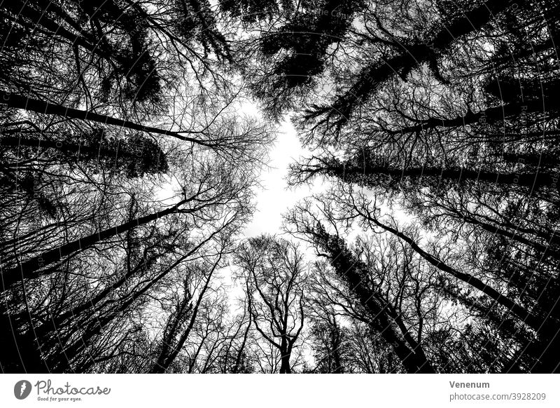 Eichenwald im Winter , mit Blick auf den unteren Teil der Baumkronen , einige Eichen sind stark mit Efeu bewachsen Wälder Bäume Waldboden Bodenanlagen Unkraut