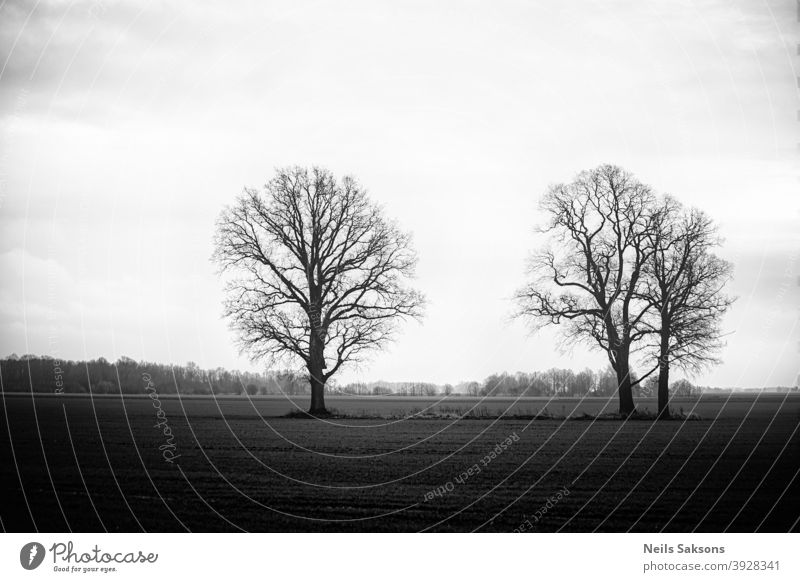drei Bäume auf Wiese bei nebligem Sonnenuntergang in schwarz-weiß. Winter in Lettland. Eichen ohne Blätter Landschaft Panorama Sonnenaufgang Landschaften Herbst