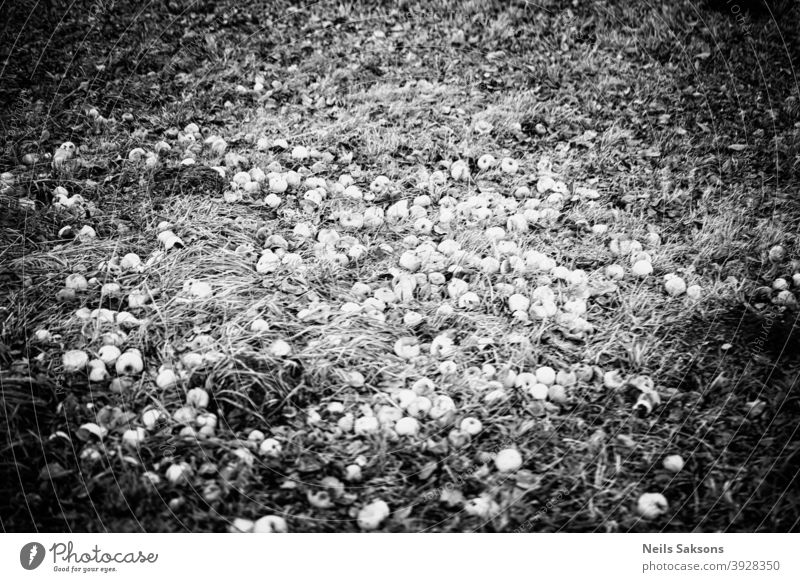 Äpfel auf dem Boden, faule Äpfel im Gras Apfel Herbst Biografie Ast Landschaft knackig kultiviert gefallen Bauernhof Feld Lebensmittel Frucht Garten