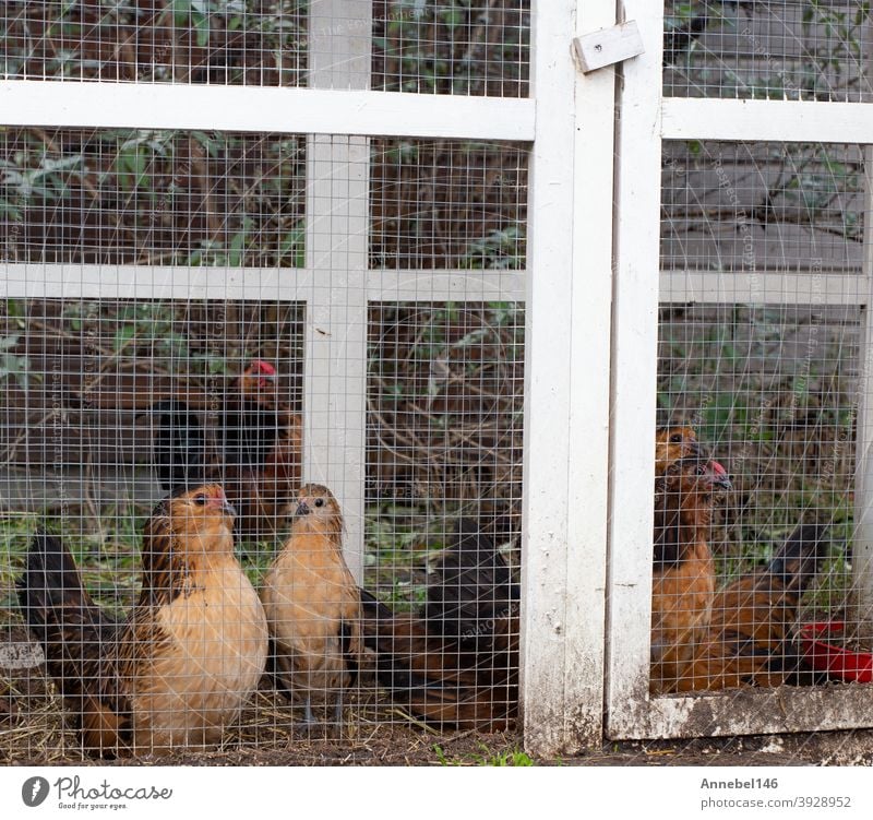 Braune Zierhühner im Käfig, ausgefallene Erscheinung im Hinterhof Großaufnahme Hähnchen Tier züchten Haustier ornamental Federn Vogel Federvieh Gefieder