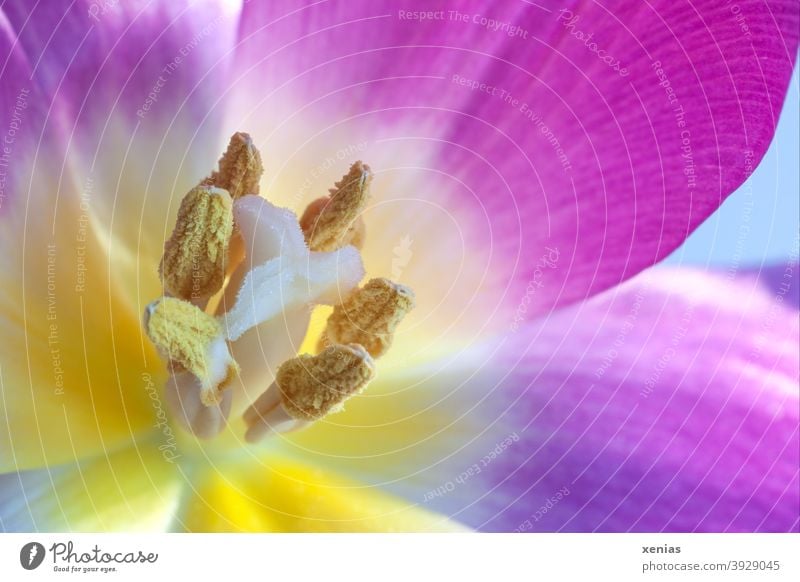 Eine geöffnete Tulpe mit Staubblätter Stempel Pollen Frühling Frühlingsgefühle rosa gelb Pflanze Blüte Blume Natur Blütenblatt Staubgefäße xenias Griffel