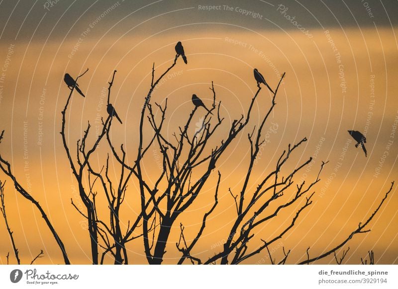 Vögel im Sonnenuntergang Vogel Ornith Sonnenaufgang Gegenlicht fliegen gelb Außenaufnahme Farbfoto Tier Himmel Dämmerung Menschenleer Sonnenlicht Natur Wolken