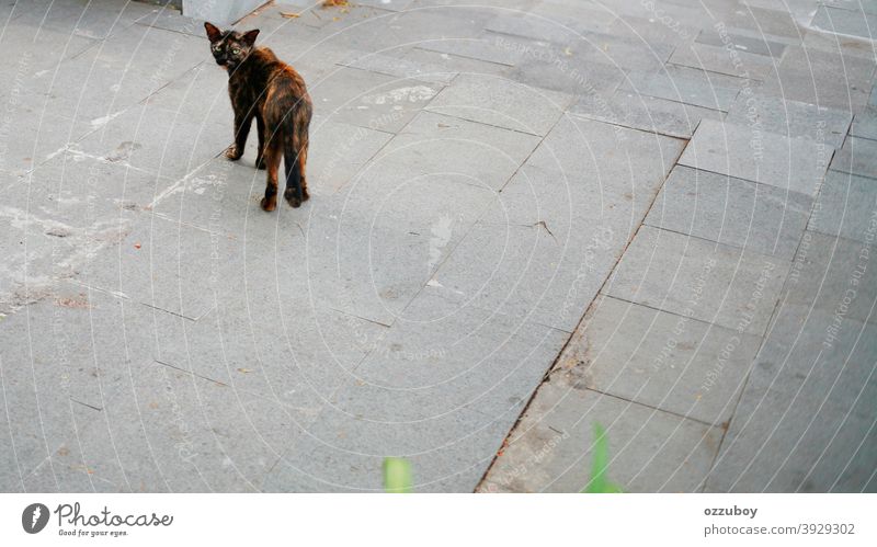 Katze schaut zurück in die Kamera Blick Blick in die Kamera Wachsamkeit beobachten Hintergrund Textfreiraum gepunktet Fleck Streifen Tiergesicht Neugier 1