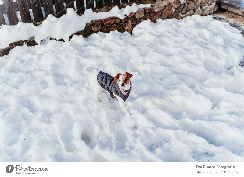 Porträt im Freien von einem schönen Jack Russell Hund im Schnee tragen grauen Mantel. Wintersaison Spielen spielerisch jack russell niedlich klein sonnig
