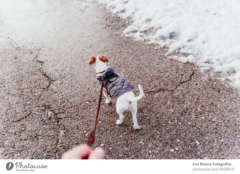 unerkennbar Frau zu Fuß im Freien mit Hund in den Schnee tragen Mantel. Wintersaison laufen Besitzer Berge u. Gebirge reisen Lifestyle Fernweh reisend Spaß kalt