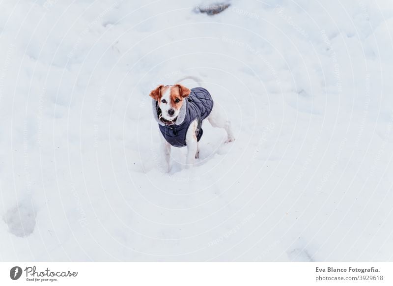 Porträt im Freien von einem schönen Jack Russell Hund im Schnee tragen grauen Mantel. Wintersaison Spielen spielerisch jack russell niedlich klein sonnig