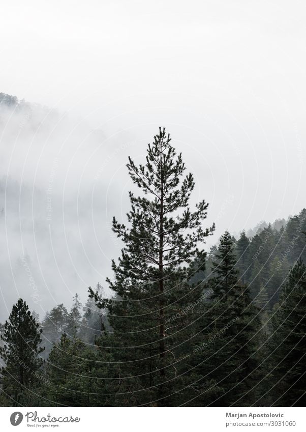 Neblige Bergkette am frühen Morgen Abenteuer Herbst Hintergrund schön Wolken kalt Morgendämmerung Umwelt Immergrün erkunden Tanne Nebel neblig Wald Freiheit