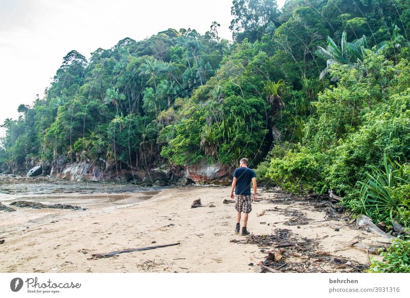 im regenwald Fernweh Baum Urwald Malaysia Ferien & Urlaub & Reisen Landschaft grün Umweltschutz Ferne Klima Klimawandel Pflanze fantastisch Paradies Asien