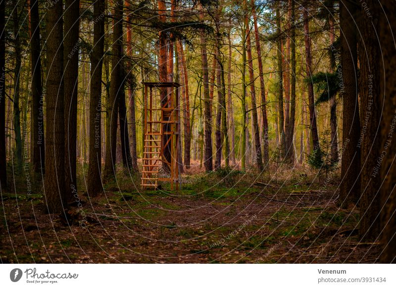 Fichtenwald in Deutschland ,mit einem Hochsitz für Jäger Wälder Baum Bäume Waldboden Bodenanlagen Unkraut Bodenbewuchs Kofferraum Rüssel Baumstämme Natur