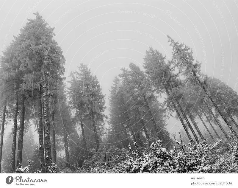 Tannen im Nebel erste Schnee grau düster Froschperspektive Schwarzweißfoto hoch geisterhaft Außenaufnahme Winter Baum kalt Natur Menschenleer Wald Landschaft