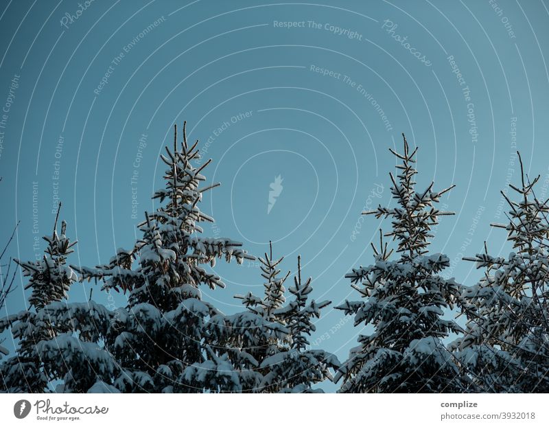 Schneebedeckte Tannen auf der Schwäbischen Alb Fährte Winter Pulverschnee weiß laufen wandern Outdoor Wald kalt verlaufen düster Schwäbische Alb Winterwald