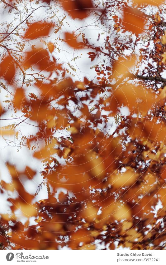 Goldene Herbstblätter an einem Baum #Herbst #herbst #natur #outdoors #Winter #landschaft #erholung #Wandern #Landschaft #Abstrakt #freizeit #Hobby #Wochenende