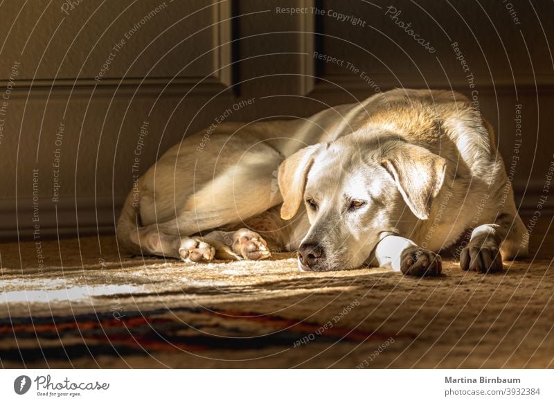Porträt eines blonden weiblichen Labrador Retrievers im Haus, der auf einem Teppich liegt im Innenbereich heimwärts Welpe Säugetier Reinrassig Hund Tier Eckzahn
