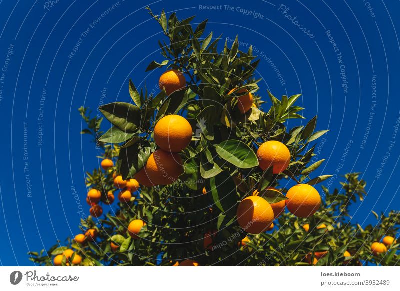 Nahaufnahme einer Orange Obstbaum auf tiefblauen sonnigen Himmel in Spanien orange Baum Frucht natürlich Zitrusfrüchte reif Ackerbau Lebensmittel Vitamin