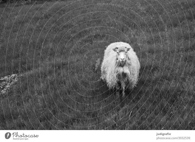Schaf auf den Färöern Tier Haustier Nutztier Nutztierhaltung Wolle Schafwolle Wiese Weide Natur Gras Landwirtschaft Säugetier tierportrait Fell weich flauschig