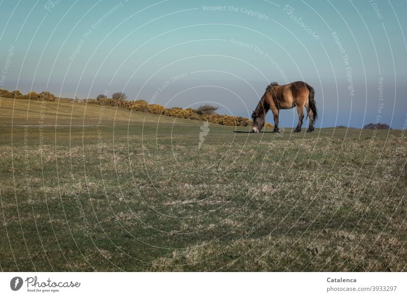 Das Dartmoor Pony grast ungestört auf der Klippe, im Hintergrund blühender  Ginster, das Meer und der Himmel Horizont Natur Tageslicht Landschaft kalt Gras