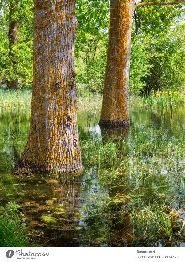 Impression aus dem Salburua-Feuchtgebiet - Pappeln im Sumpf. Grüngürtel von Vitoria-Gasteiz, Baskenland, Spanien Salburúa Baumstamm Bäume Menschenleer grün