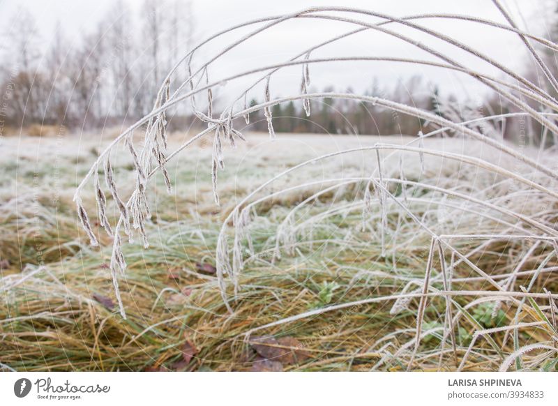 Gefrorenes üppiges grünes Gras mit Eiskristallen auf natürlichem unscharfem Hintergrund. Natürliche Landschaft im Winter. Nebel mit zartem Bokeh. Nahaufnahme, Kopie Raum