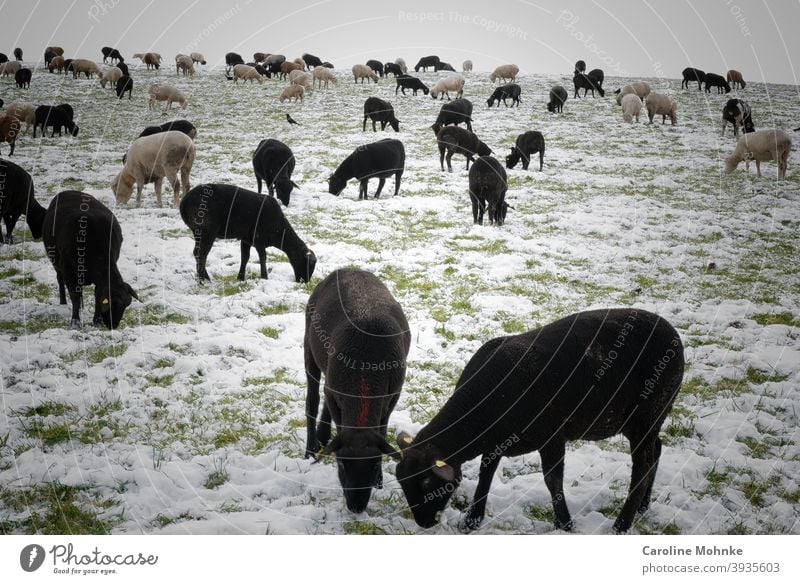 Schwarze und weisse Schafe im Winter. Besuch eines Rabens. Nutztier Natur Außenaufnahme Landschaft Schafherde Tiergruppe Herde Farbfoto Wiese Menschenleer Tag