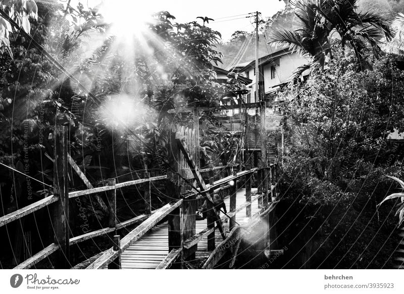 weit weg | lieblingsort am anderen ende der welt Schwarzweißfoto beeindruckend Außenaufnahme Baum Fernweh Iban authentisch Malaysia Borneo Freiheit Abenteuer