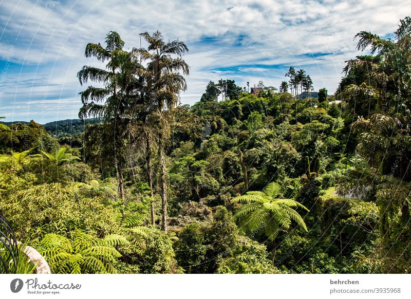 im regenwald Fernweh Baum Urwald Malaysia Ferien & Urlaub & Reisen Landschaft grün Umweltschutz Ferne Klima Klimawandel Pflanze fantastisch Paradies Asien