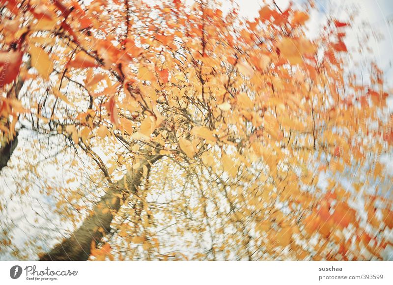 zur abwechslung Umwelt Natur Luft Himmel Herbst Klima Baum orange Baumstamm Ast Blatt rotieren Politische Bewegungen Bewegungsunschärfe Farbfoto Außenaufnahme