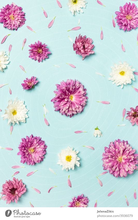 Muster aus bunten Blumen auf pastellblauem Hintergrund Zusammensetzung Design Postkarte geblümt Sommer Hochzeit Natur schön altehrwürdig weiß Pflanze Einladung