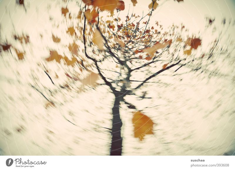 mein herbst III Umwelt Natur Luft Himmel Herbst Klima Baum Blatt retro gold rotieren Politische Bewegungen Dynamik wirbeln Gedeckte Farben Außenaufnahme