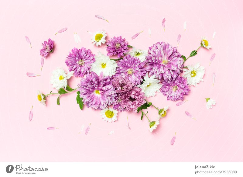 Kreatives Layout mit weißen und violetten Blumen auf pastellrosa Hintergrund gemacht Zusammensetzung Design Postkarte geblümt Sommer Hochzeit Natur schön