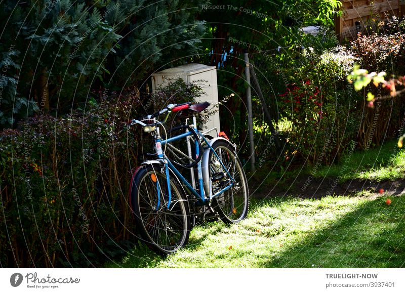 Zwei Fahrräder, so eng aneinander geschmiegt, dass man sie für ein einziges halten könnte, stehen neben dem grauen Stromkasten an die im Dunkeln liegende Gartenhecke gelehnt; die Morgensonne beleuchtet das blaue Herrenrad und die Wiese.