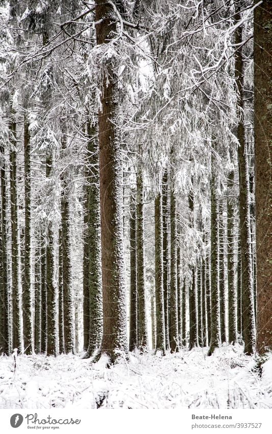 Geordnete Natur: parallel ausgerichtete Bäume im Schnee Ordnung senkrecht Winter Wald Schwarzwald Weißwald Landschaft Außenaufnahme Menschenleer schwarz-weiss