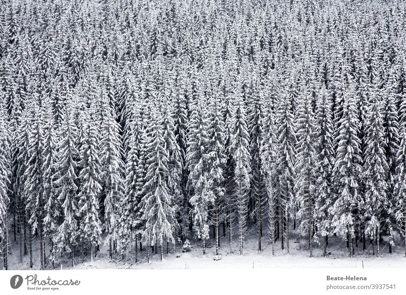 Im Schwarzweißwald: schneebedeckte Tannenbäume im Schwarzwald Wald Schnee Tannenbaum Winter Eis Schneelandschaft Natur Baum kalt Landschaft Außenaufnahme