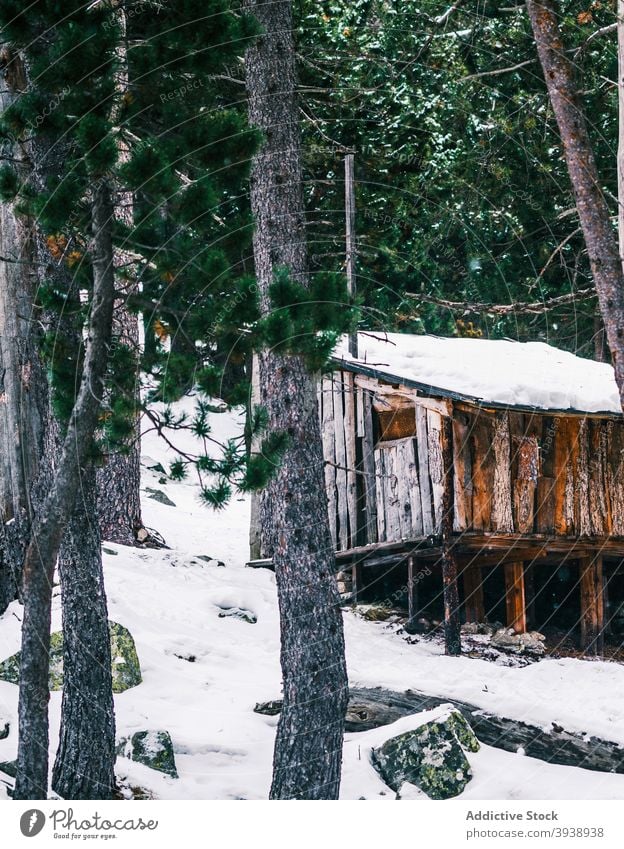 Einsames Holzhaus im verschneiten Nadelwald im Winter Haus Wald Baum Schnee nadelhaltig Natur Wälder hölzern Kabine üppig (Wuchs) Waldgebiet Fichte Immergrün