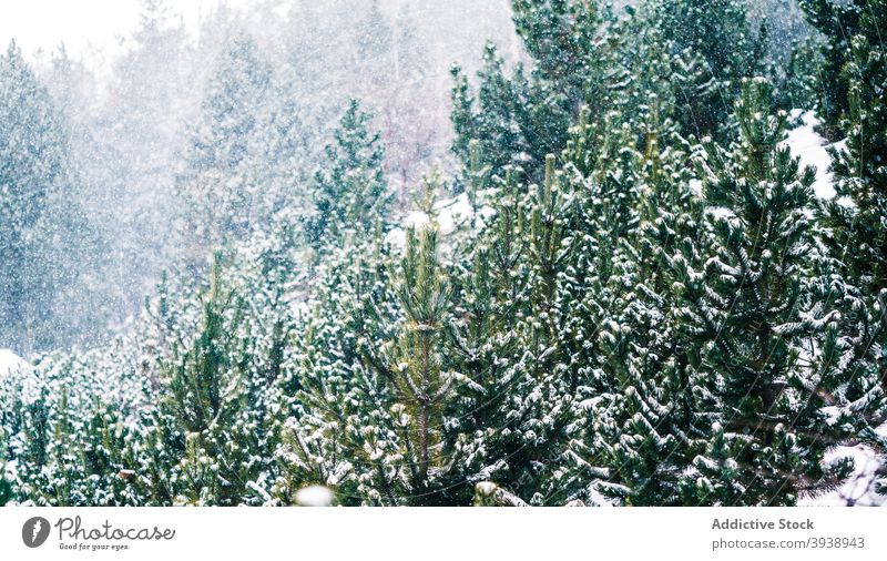 Nadelwald unter Schnee Baum Natur Wald im Freien Winter Weihnachten gefroren Saison Frische Eis Ast nadelhaltig horizontal Schneeflocke Schneefall Klima Kiefer