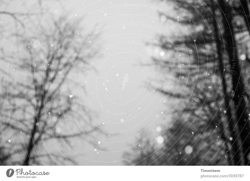 Winterliche Trübstimmung Bäume kahl schwarz weiß Schwarzweißfoto Menschenleer kalt Außenaufnahme Schneeflocken Schneefall Himmel grau