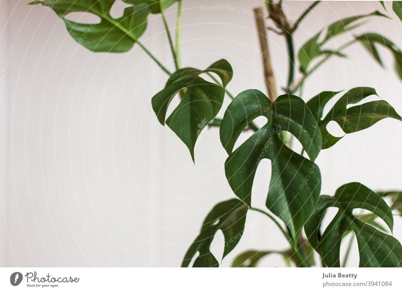 Rhaphidophora tetrasperma seltene tropische Pflanze mit gespaltenen Blättern an einem Bambusspalier Fensterblätter Spaltblatt fenestration Löcher grün Natur