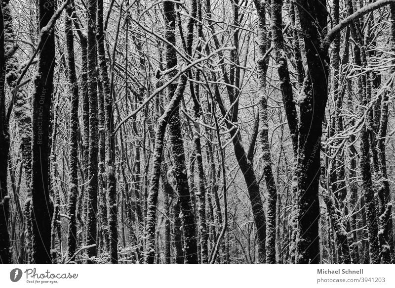 Bäume nach einem Schneefall Wald Natur Landschaft Außenaufnahme Menschenleer ruhig Winter Winterwald Winterwetter kalt Baum Winterstimmung Wintertag