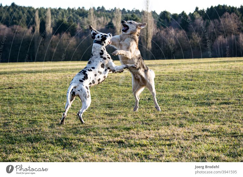 Hund springt über einen Zaun ein lizenzfreies Stock Foto von Photocase