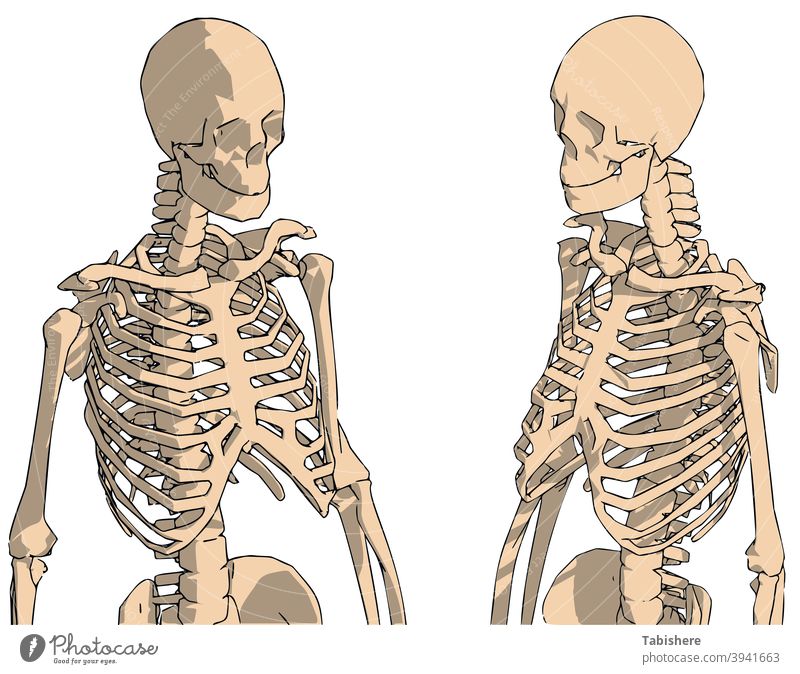 handgezeichnete menschliche Skelettzeichnung, menschliches Skelettsystem mit Rückenlinien anatomisch Anatomie Arme Kunst Rückgrat Hintergrund Biologie schwarz