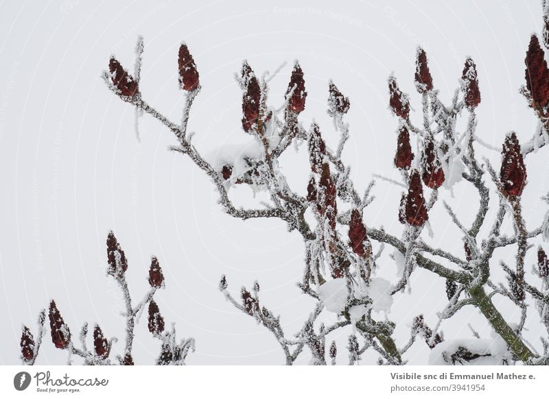Natur im Winter Baum Schnee Pflanze Wetter bedeckt Eis Hintergrund Saison kalt Zweig Nahaufnahme Blütenknospen Blatt frieren Garten Makro Frost grün