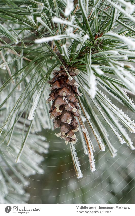 Baum Tannenzweige im Winter Hintergrund Natur Kiefer Saison kalt Landschaft Schnee Wald weiß Zweig außerhalb cool Nahaufnahme Frost Weihnachten bedeckt