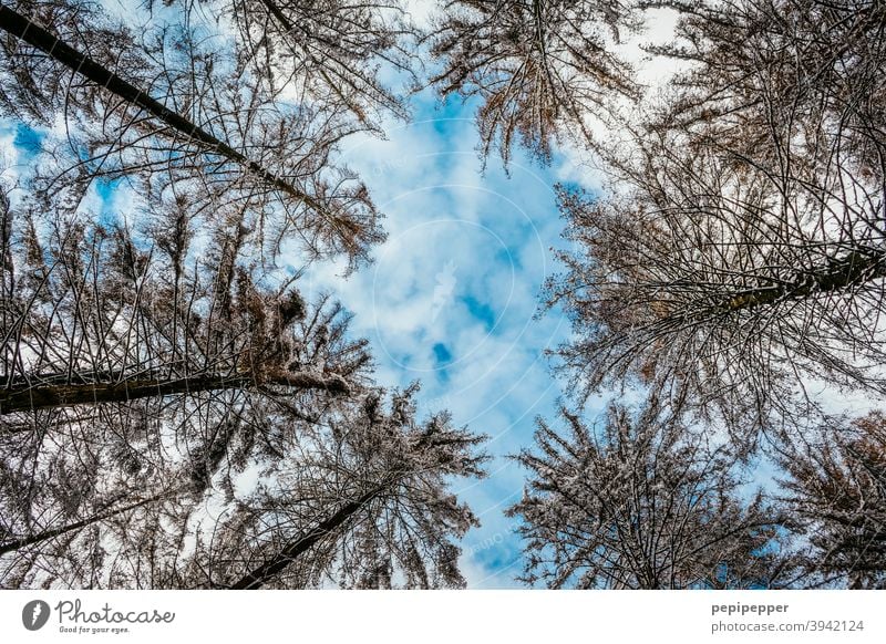 Bäume aus Froschperspektive fotografiert Natur Wald Baum Außenaufnahme Umwelt Menschenleer Farbfoto Tag Baumstamm Himmel Schönes Wetter Blauer Himmel Baumkrone