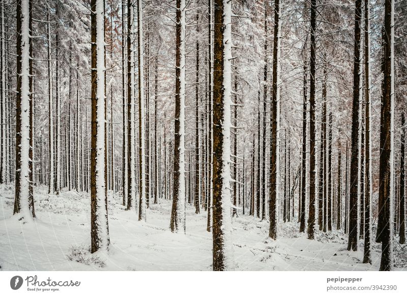 Wald im Winter mit Schnee auf den Baumstämmen kalt Eis Frost Natur Außenaufnahme Menschenleer Einsamkeit Waldlichtung Waldboden Waldspaziergang Waldstimmung