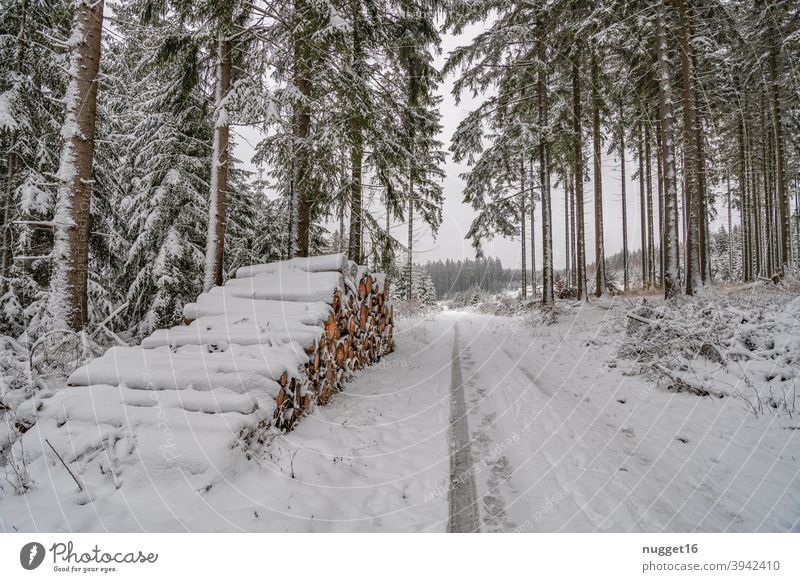 schneebedeckter Weg im Thüringer Wald 3 Waldweg Natur Außenaufnahme Baum Farbfoto Tag Menschenleer Landschaft Umwelt Pflanze natürlich Winter Schnee Fahrspur