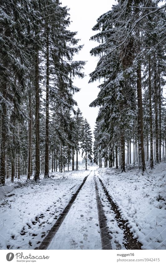 schneebedeckter Weg im Thüringer Wald Waldweg Natur Außenaufnahme Baum Farbfoto Tag Menschenleer Landschaft Umwelt Pflanze natürlich Winter Schnee Fahrspur