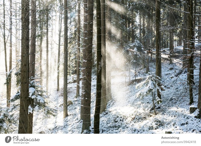 Licht im verschneiten Wald Schnee Winter Schatten Kontrast Bäume weiß Boden Schneeflocken Lichtstrahlen kalt Natur Außenaufnahme Menschenleer Baum Umwelt